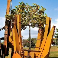 Быстрое озеленение